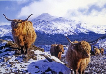 christmas card highland cattle 1024